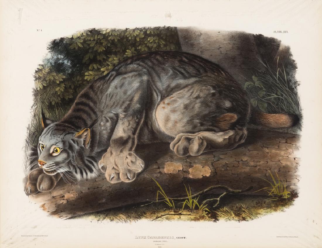 John James Audubon, Canada Lynx. (1 of 2)