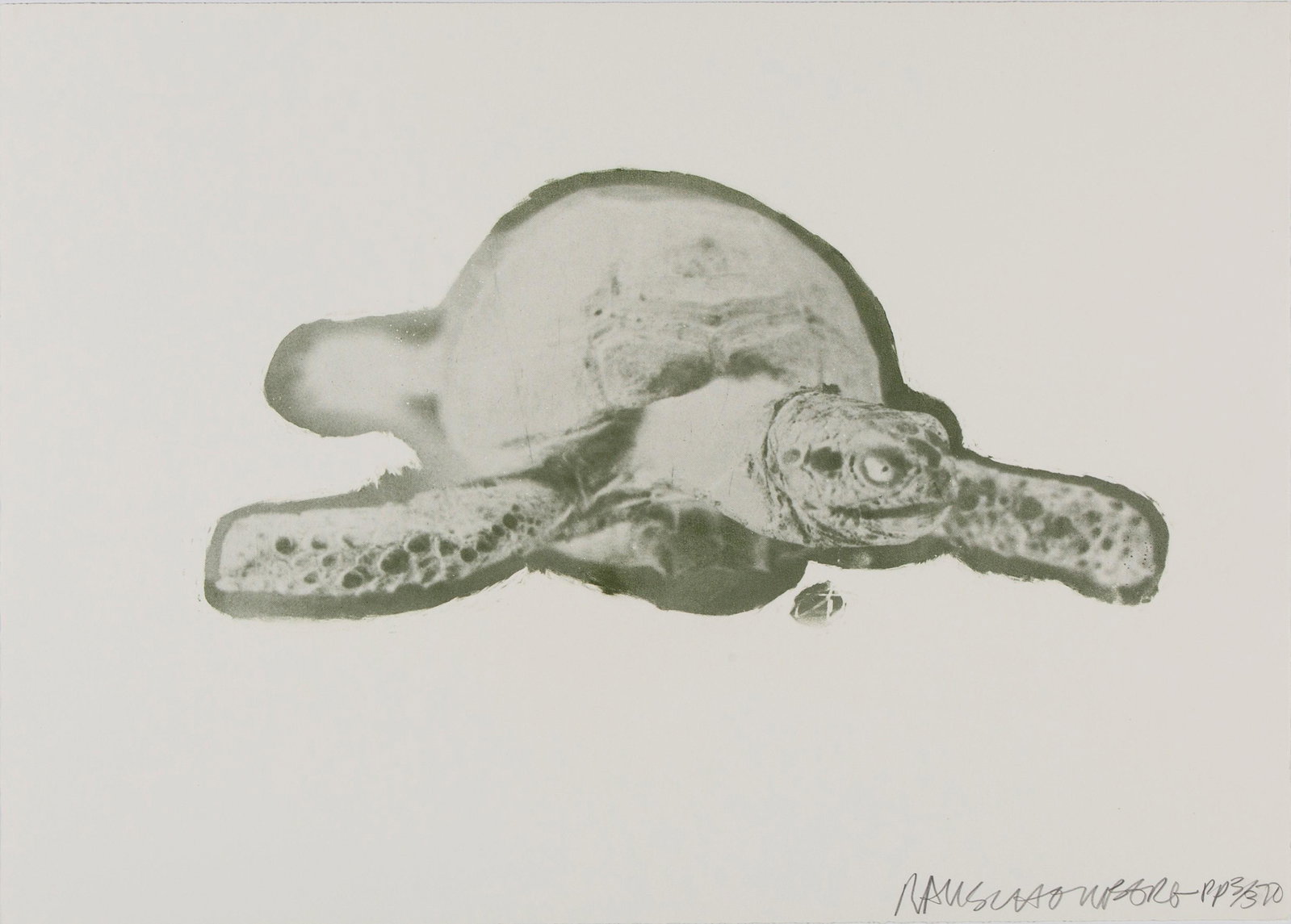 Robert Rauschenberg, Unit (Turtle), 1970: Robert Rauschenberg (1925 - 2008) Unit (Turtle), 1970 photolithograph, Printer's Proof 3/3 Dimensions: 20 x 28 in. 'Rocky the Turtle' signed, editioned and dated lower right: RAUSCHENBERG PP 3/3 70 Pr
