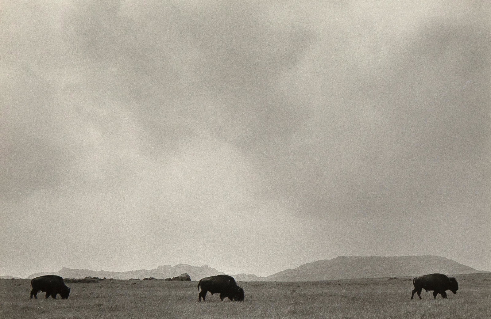 Bernard Plossu, Buffalos (Oklahoma), 1983 (1 of 3)