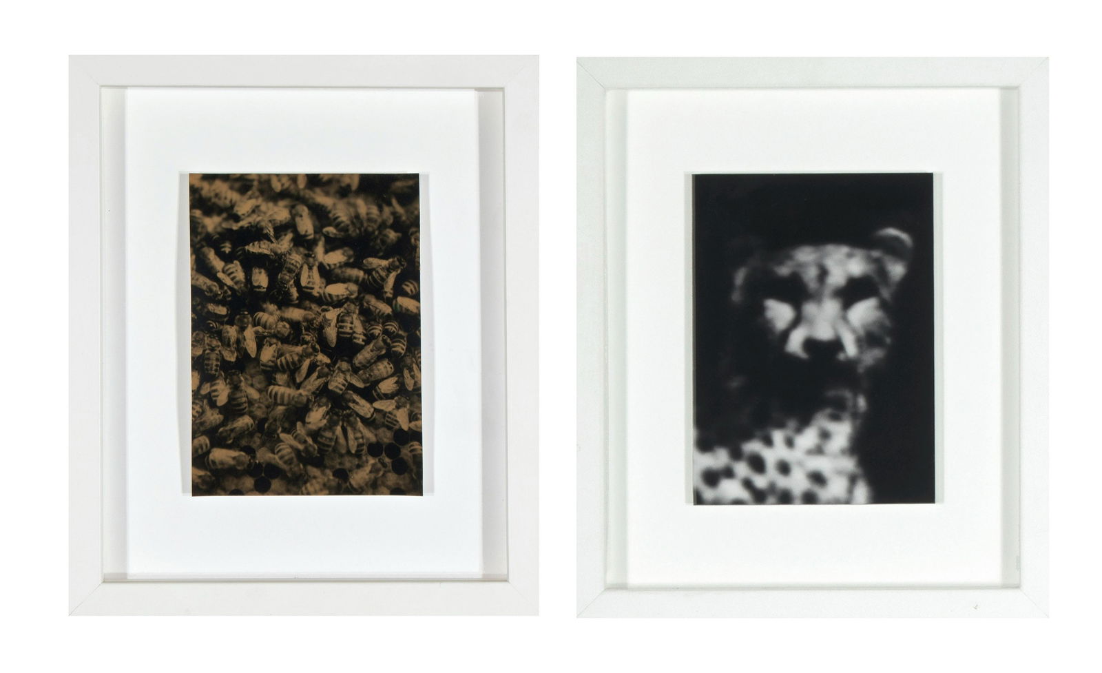 Robert Stivers, Group of Two Photographs: Robert Stivers (b. 1953)Group of Two Photographs Bees, 2006 gelatin silver print 6 7/8 x 4 7/8 in. (17.46 x 12.38 cm.)Frame: 12 1/8 x 10 1/8 x 1 in. (30.80 x 25.72 x 2.54 cm.) Che