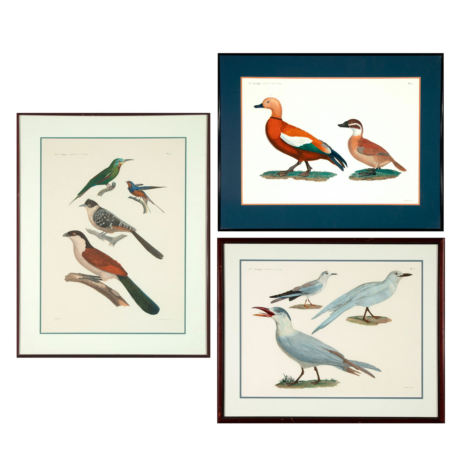 Savigny, Group of Three Prints from Histoire Naturelle Zoologie Oiseaux (1 of 7)