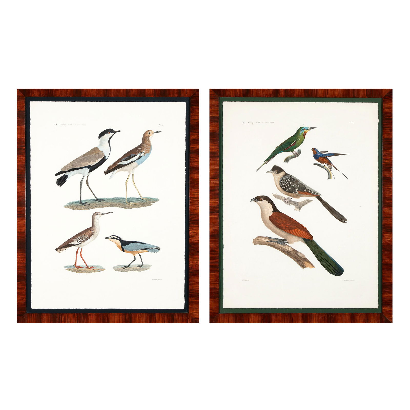 Savigny, Group of Two Prints from Histoire Naturelle Zoologie Oiseaux (1 of 6)