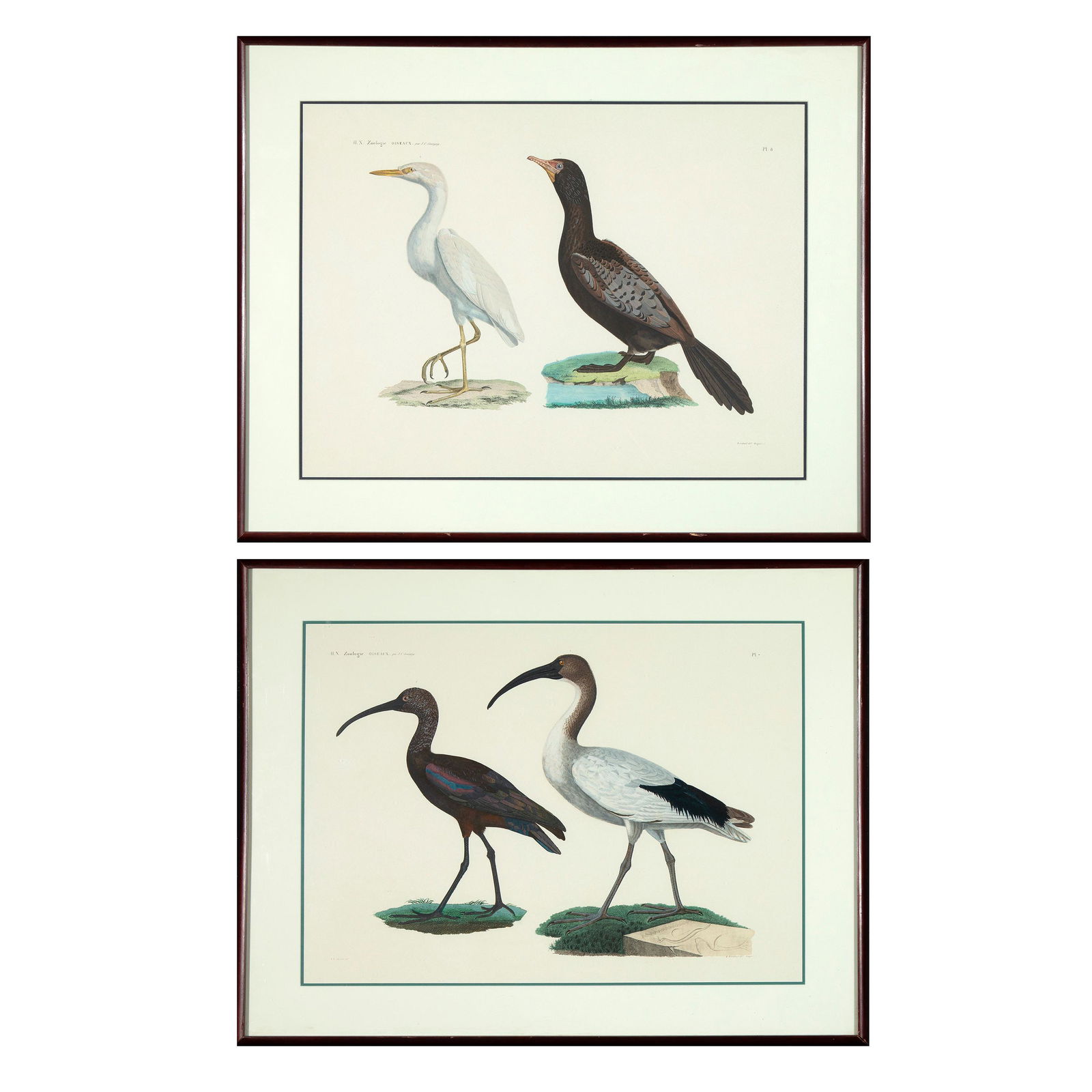 Savigny, Group of Two Prints from Histoire Naturelle Zoologie Oiseaux (1 of 5)