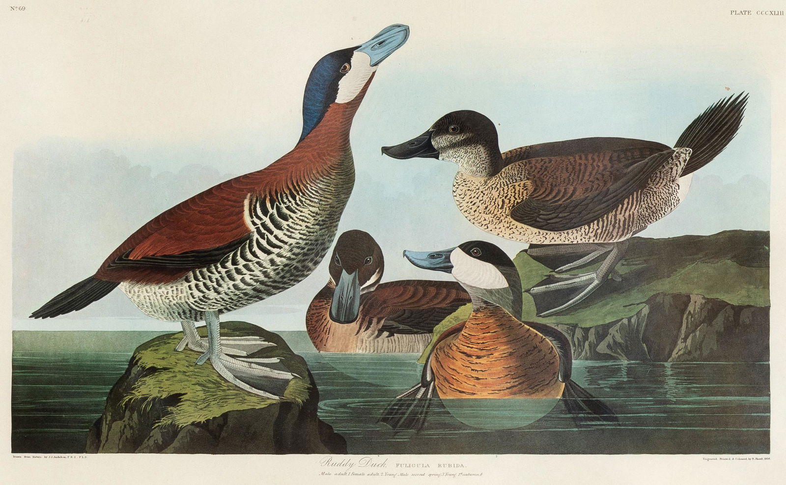 After John James Audubon, Ruddy Duck, 1971-1973 (1 of 2)