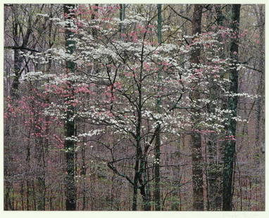 Christopher Burkett, Pink and White Dogwoods, Kentucky: Christopher Burkett(b. 1951)Pink and White Dogwoods, Kentuckycibachrome photographsigned lower right: Christopher Burkett18 x 23 in. (45.7 x 58.4 cm.), Frame: 31 3/8 x 35 3/8 x 1 1/8 in. (79.7 x 89.9