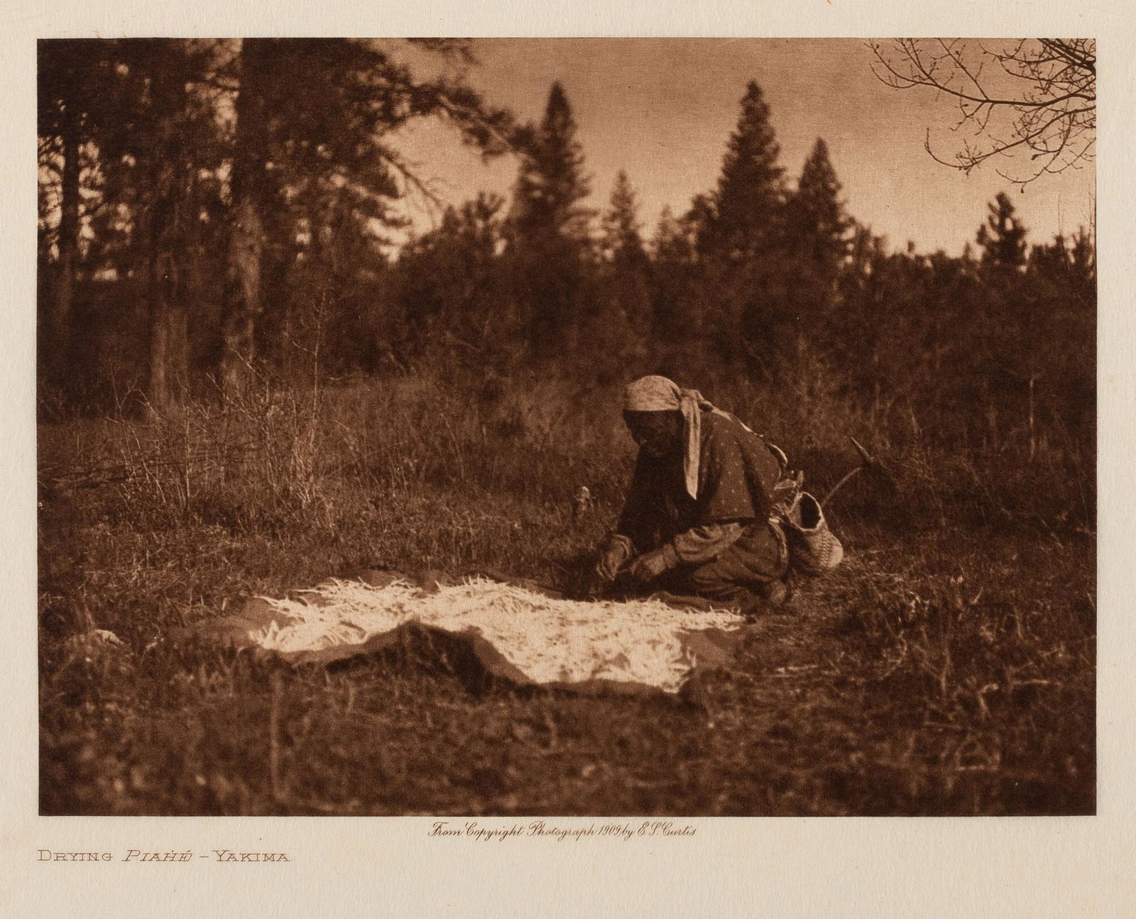 Edward S. Curtis, Drying Piahe - Yakima, 1909 (1 of 2)