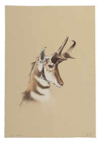 Sandy Scott, Pronghorn, 1981