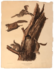 John James Audubon, Common Flying Squirrel, 1843