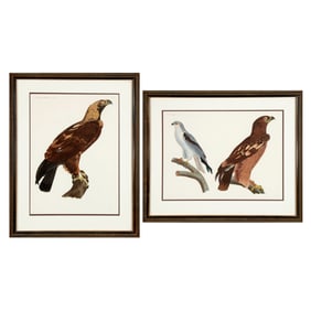 Savigny, Group of Two Prints from Histoire Naturelle Zoologie Oiseaux