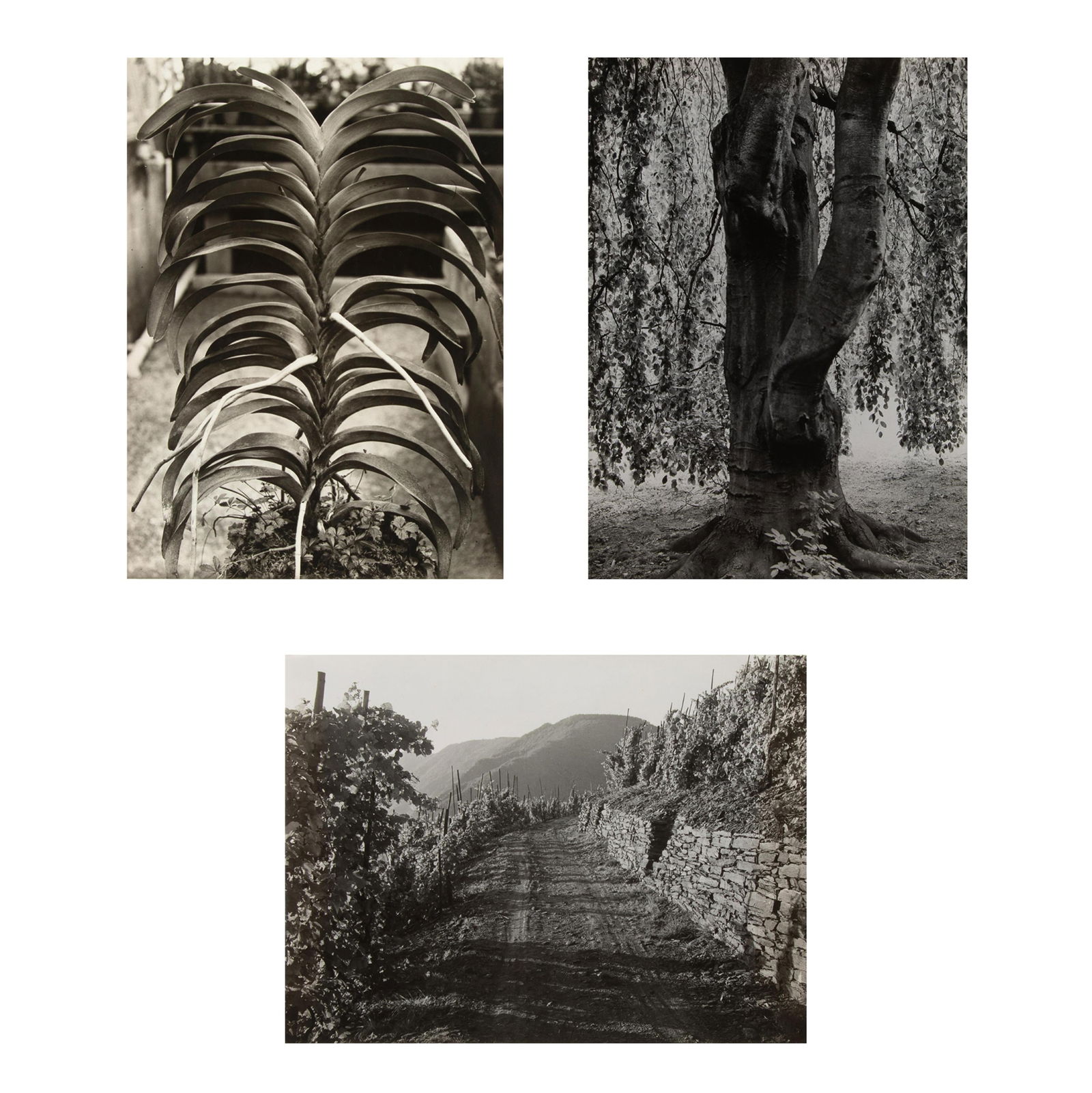 Albert Renger-Patzsch, (1897 - 1966), Group of Three Landscape Studies, gelatin silver (1 of 10)