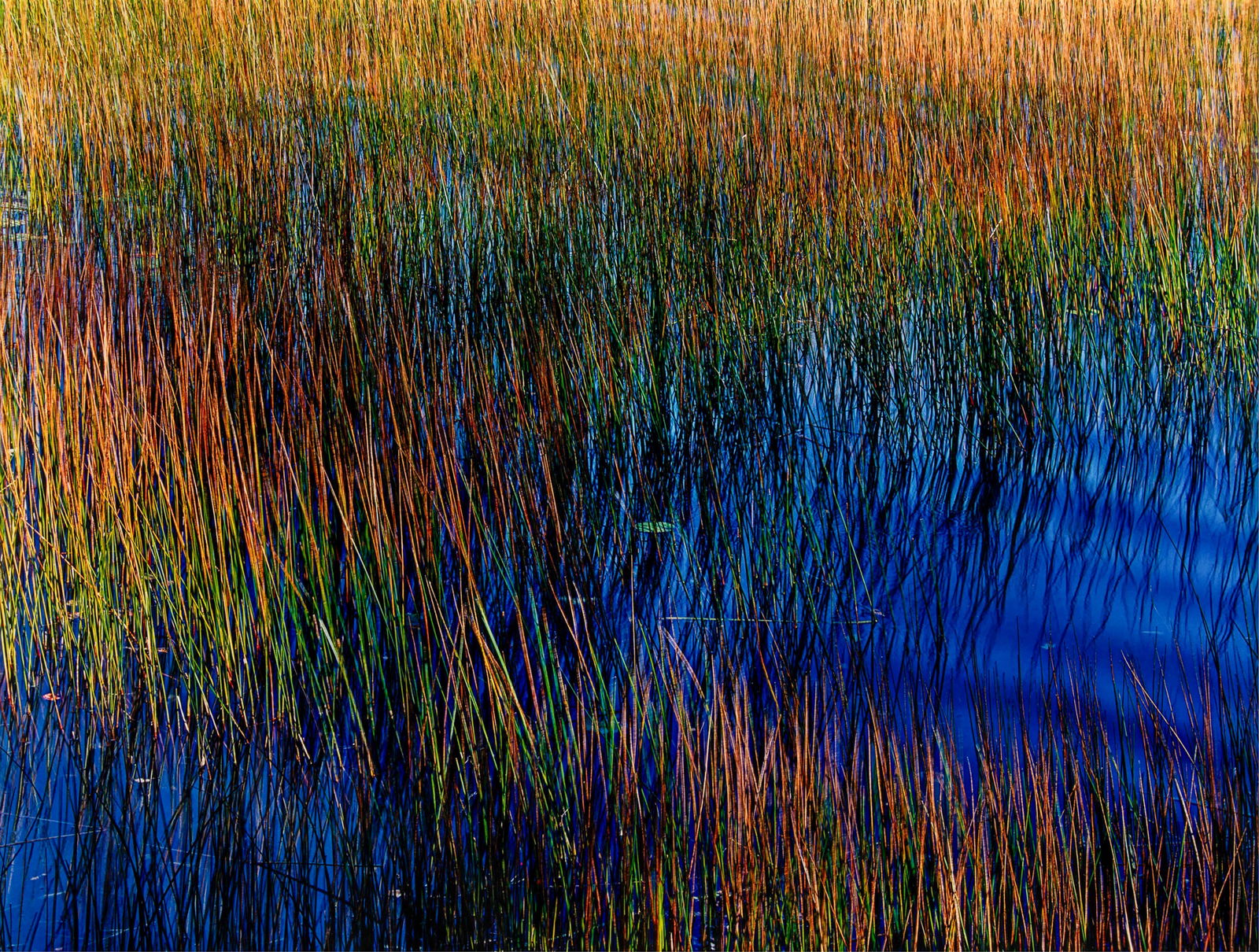 John Wawrzonek, (b. 1941), Wind, Water and Grass, ca. 1991, dye transfer print, edition 62 of 100, (1 of 3)