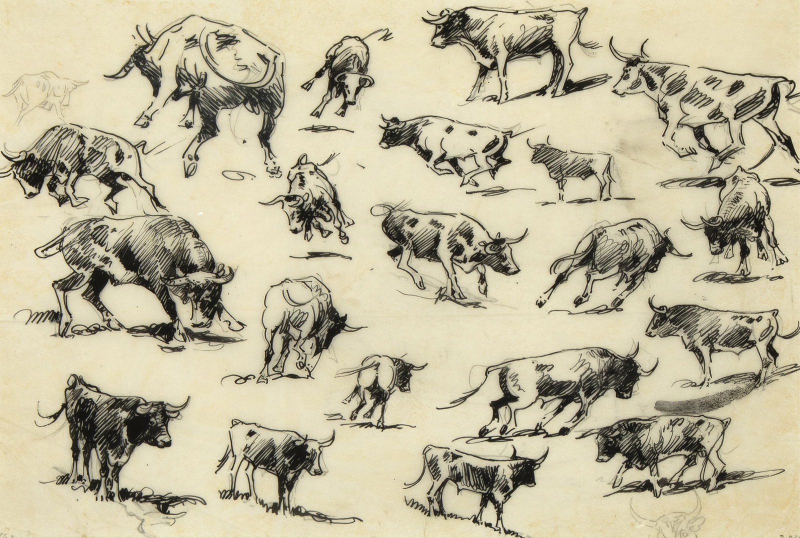 Attributed to [Edward Borein], Twenty Steer Studies (1 of 2)