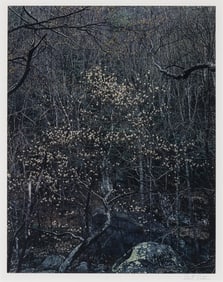 Eliot Porter, Shad Tree in Bloom, 1968
