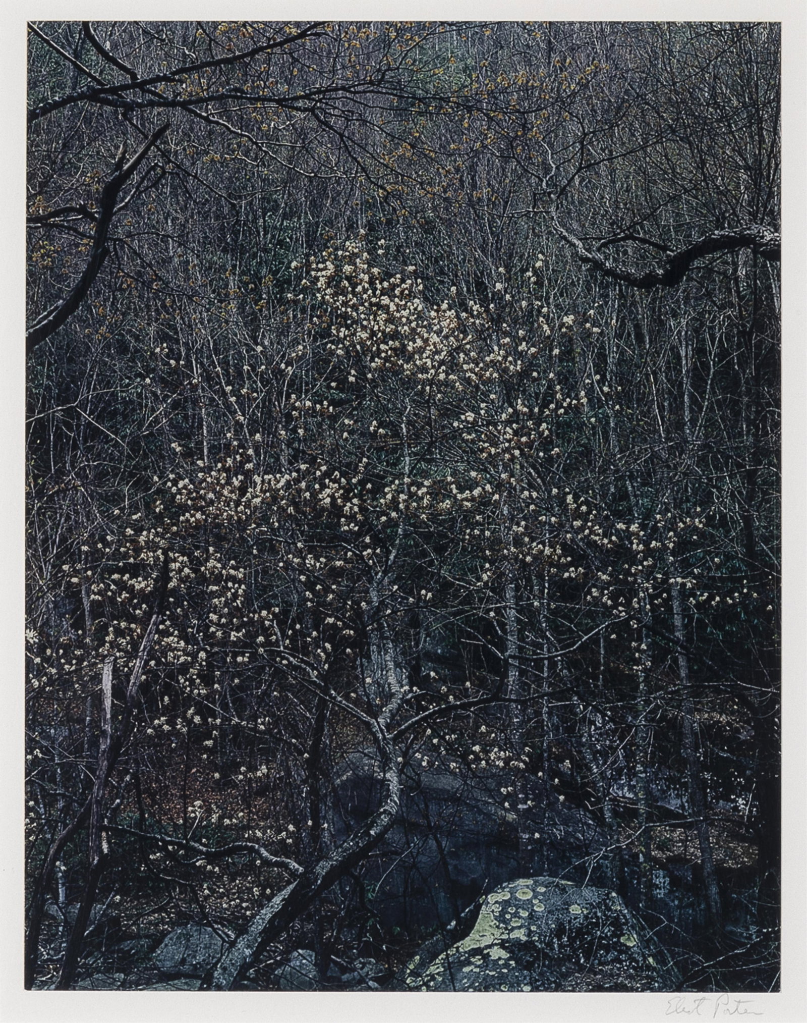 Eliot Porter, Shad Tree in Bloom, 1968: Eliot Porter1901 - 1990Shad Tree in Bloom, 1968dye transferfrom the Smokey Mountains Seriessigned lower right: Eliot Porterinscribed verso: Eliot Porter / Smokey Mt. Series10 3/8 x 8 in. (26.4 x