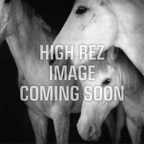 Various Artists, The Journal of Contemporary Photography, Volume I: Transcendent Vision ? Deluxe