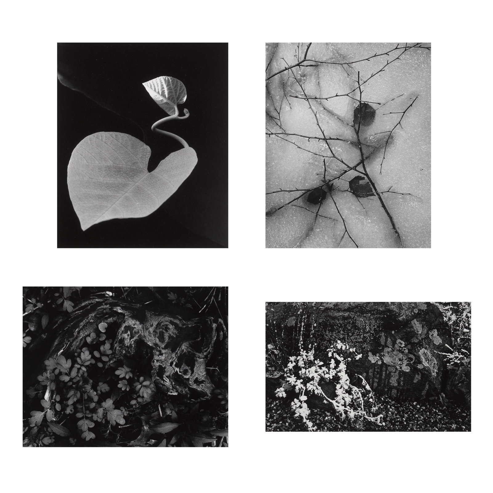 Paul Caponigro, Polaroid Annual Greeting Card (4 photographs) (1 of 8)