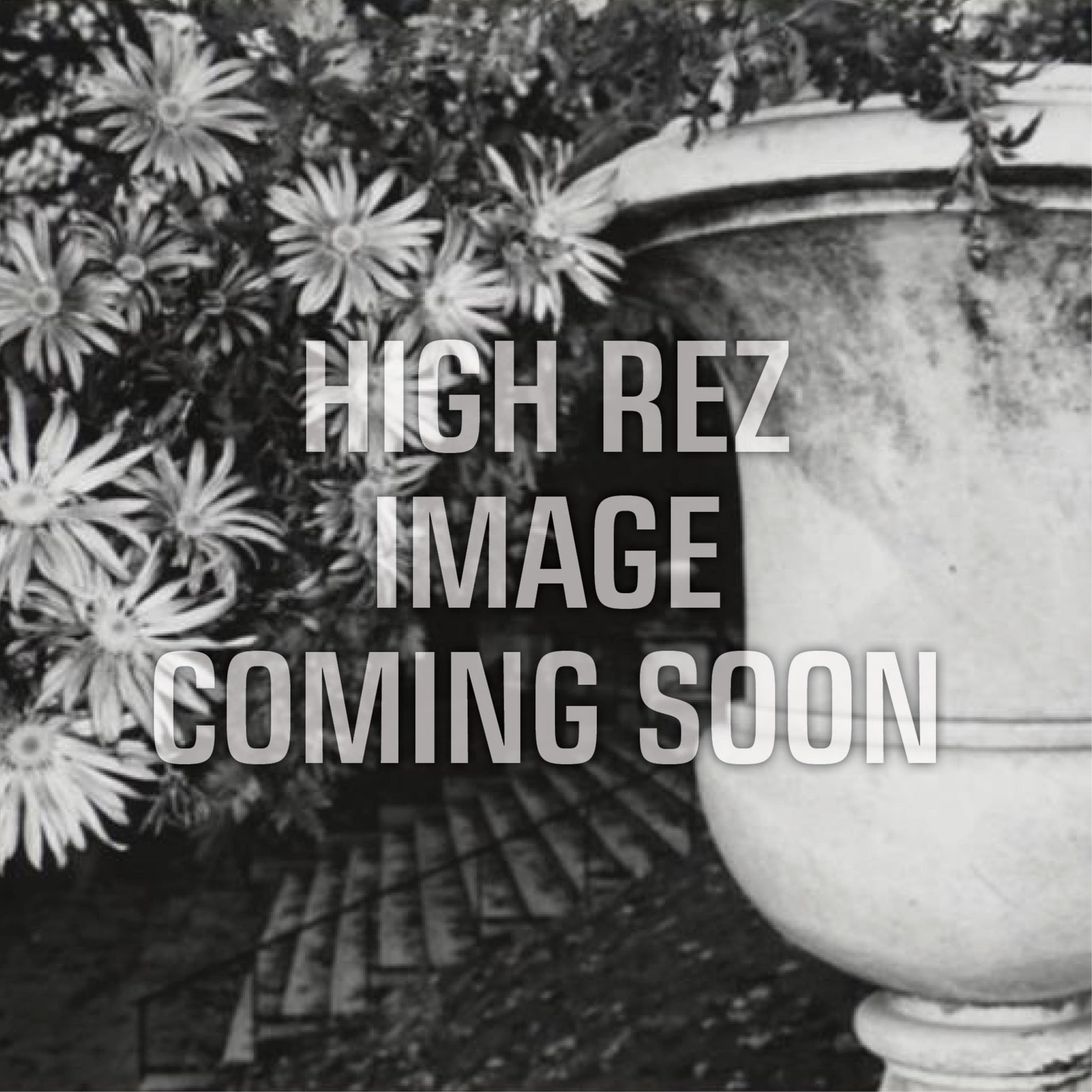 Lee Friedlander, Chrysanthemums, Luxembourg Gardens, Paris, 1972: Lee Friedlanderb. 1934Chrysanthemums, Luxembourg Gardens, Paris, 1972gelatin silver, edition 51 of 70editioned on mount lower left: 51/70singed on mount lower right: Lee Friedlanderfrom the portfolio