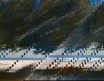 John Pfahl, Australian Pines, Fort DeSoto, FL, 1977