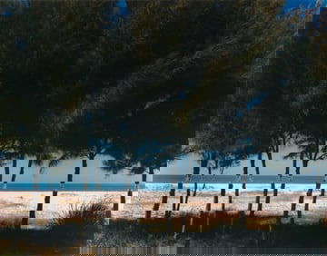 John Pfahl, Australian Pines, Fort DeSoto, FL, 1977