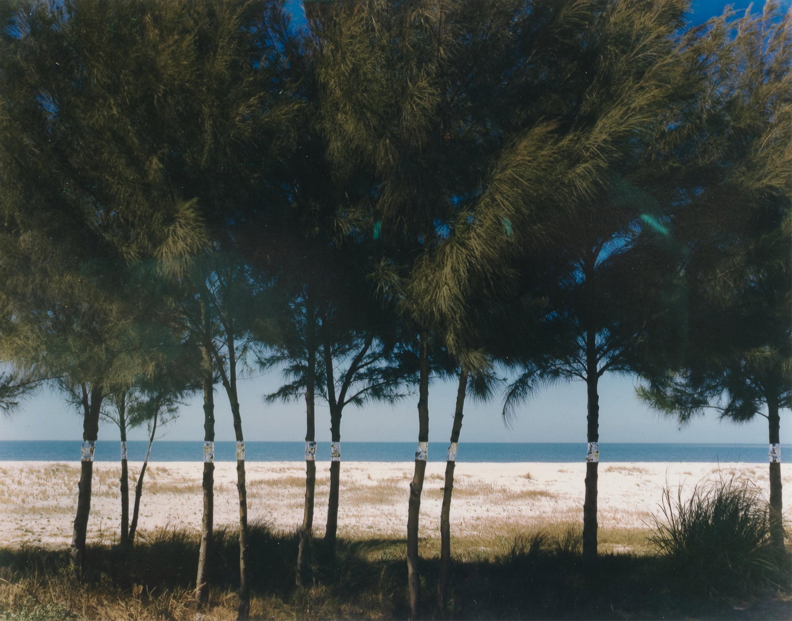 John Pfahl, Australian Pines, Fort DeSoto, FL, 1977: John Pfahl1939 - 2020Australian Pines, Fort DeSoto, FL, 1977dye transferinscribed on print verso: John Pfahl ?1977from the Altered Landscapes Series7 3/4 x 10 in. (19.7 x 25.4 cm.), sheet: 8 1/2 x 11