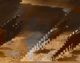 Edward S. Curtis, The Vanishing Race - Navajo, 1904: Edward S. Curtis1868 - 1952The Vanishing Race - Navajo, 1904orotone (goldtone on glass)signed in negative lower right: Curtisoriginal Curtis studio label affixed versooriginal batwing style fram