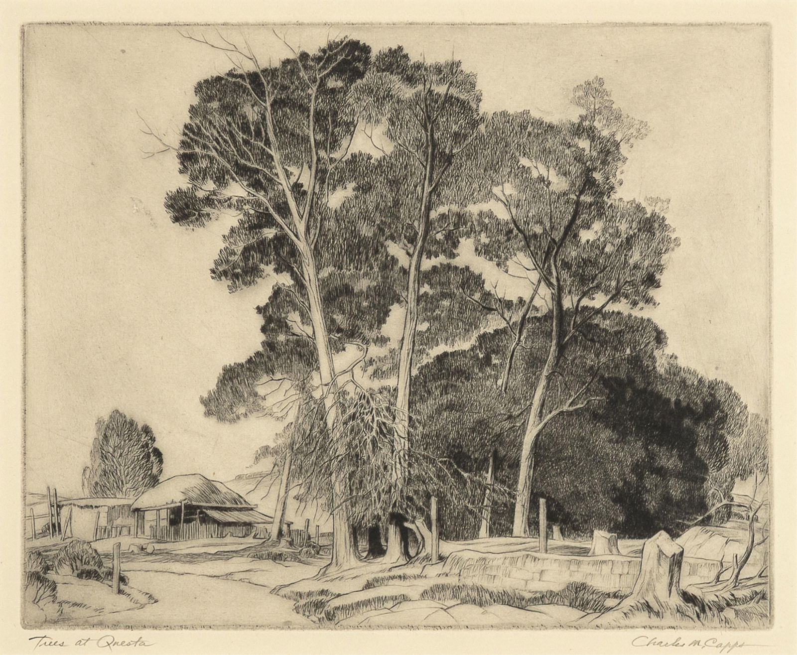Charles Merrick Capps, Trees at Questa, 1953 (1 of 2)