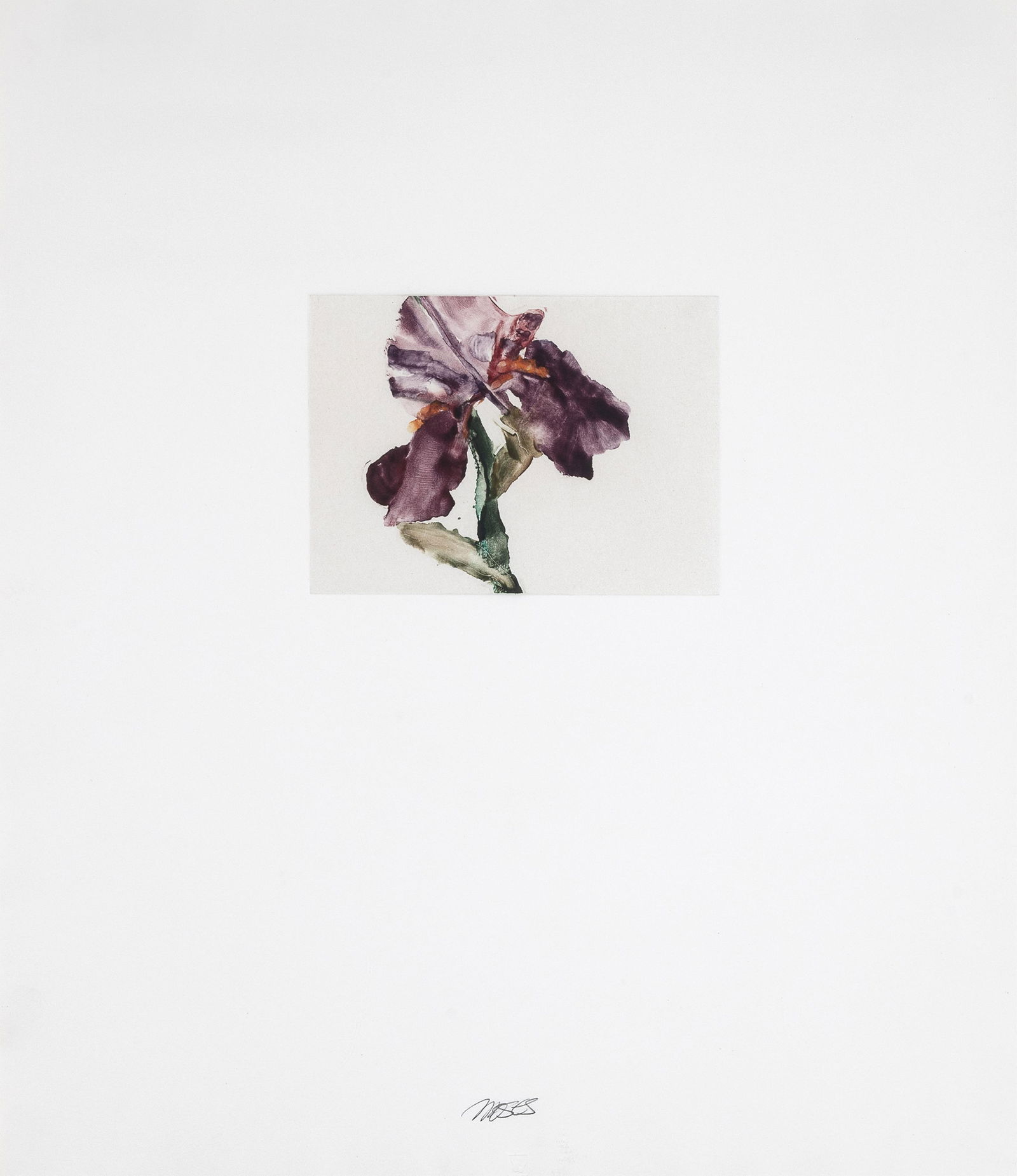 Forrest Moses, Purple Iris: Forrest Moses 1934 - 2021 Purple Iris monotype signed lower center: MOSES 6 3/8 x 8 3/4 in. (16.2 x 22.2 cm.), sheet: 25 1/4 x 22 in. (64.1 x 55.9 cm.), frame: 28 x 24 x 1 1/4 in. (71.1 x 61 x 3.2