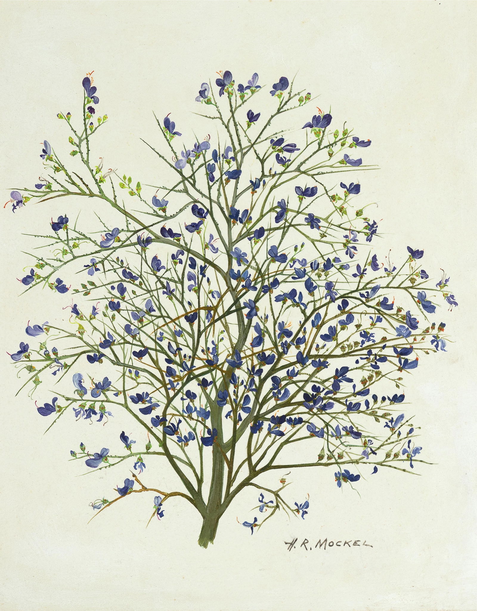 Henry R. Mockel, Smoke Tree (Dalea Spinosa), ca. 1962: Henry R. Mockel German, 1905 - 1981 Smoke Tree (Dalea Spinosa), ca. 1962 acrylic on board signed lower right: H.R. MOCKEL promotional "Western Wild Flowers" brochure included 20 x 16 in. (50.8 x 40.6