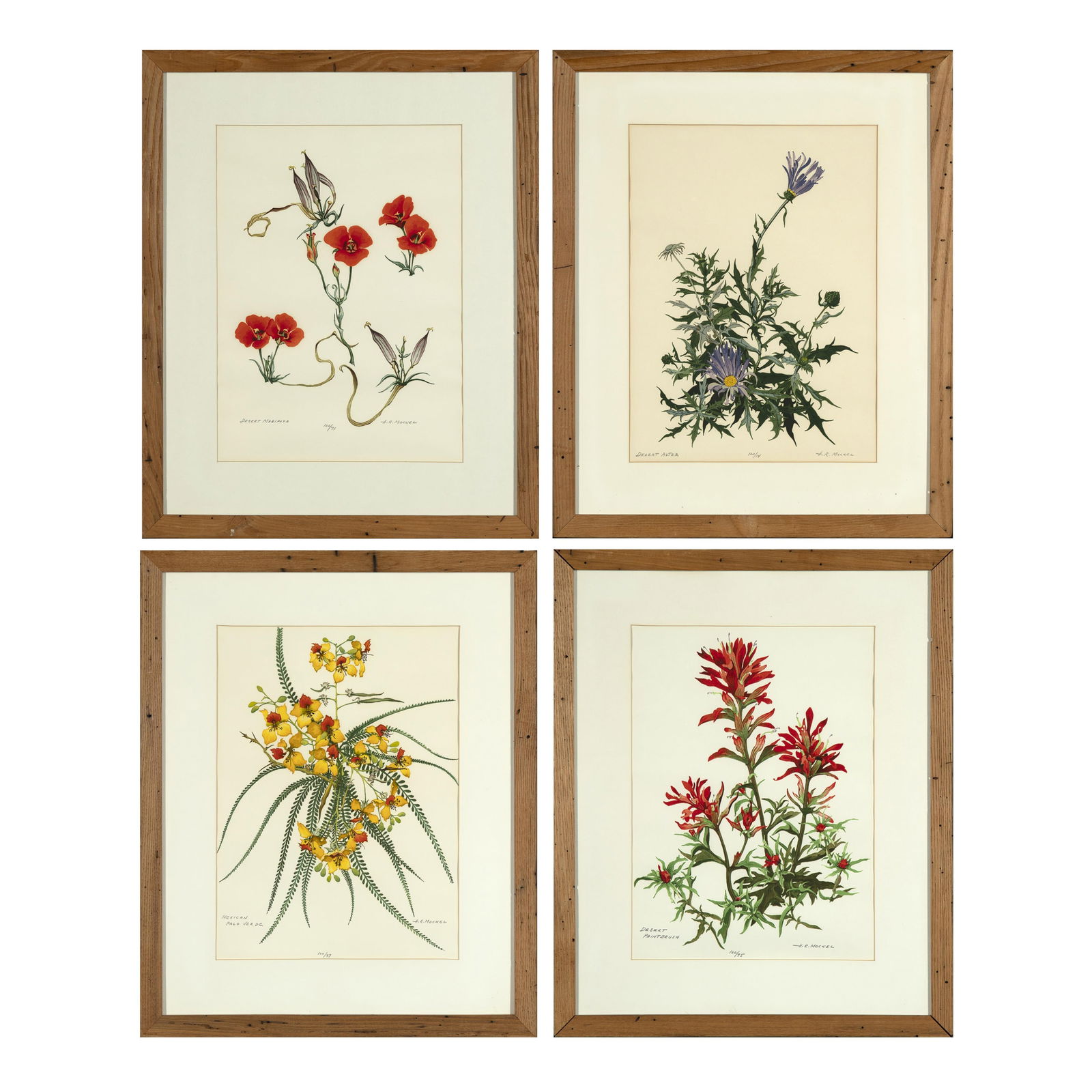 Henry R. Mockel, Group of Four Prints: Desert Mariposa + Desert Aster + Desert Paintbrush + Mexican (1 of 12)