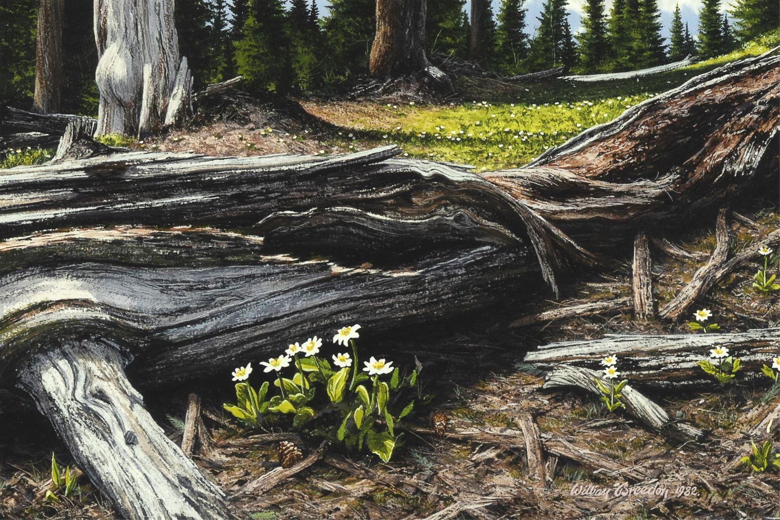 William Breedon, Marsh Marigolds, 1982: William Breedon 20th Century Marsh Marigolds, 1982 watercolor on paper signed and dated lower right: William Breedon 1982. inscribed verso: MARSH MARIGOLDS / © 1982 William Breeden / WATERCOLOR