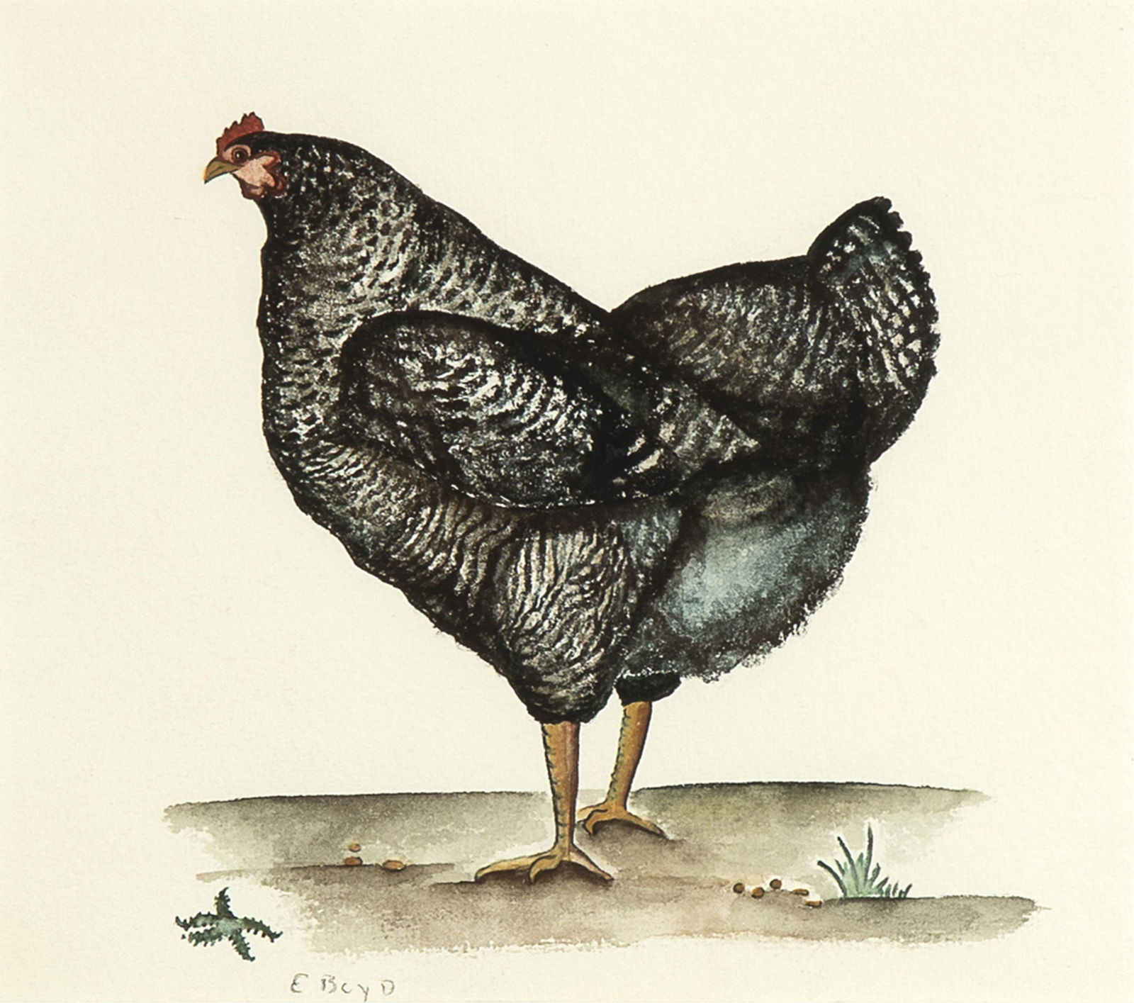 E. Boyd, The Barred Plymouth Rock: E. Boyd1903 - 1974The Barred Plymouth Rockwatercolor on papersigned left of lower center: E BOYD7 1/2 x 8 1/2 in. (19.1 x 21.6 cm.), frame: 14 7/8 x 15 5/8 x 5/8 in. (37.8 x 39.7 x 1.6 cm.) Priv