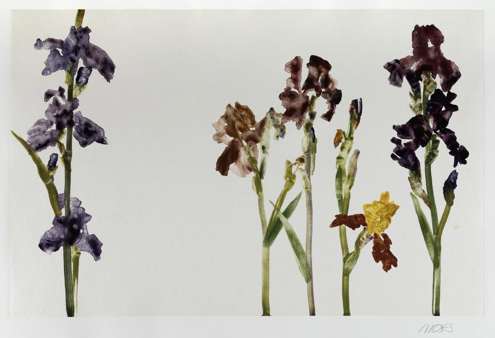 Forrest Moses, Untitled (Irises) (1 of 3)