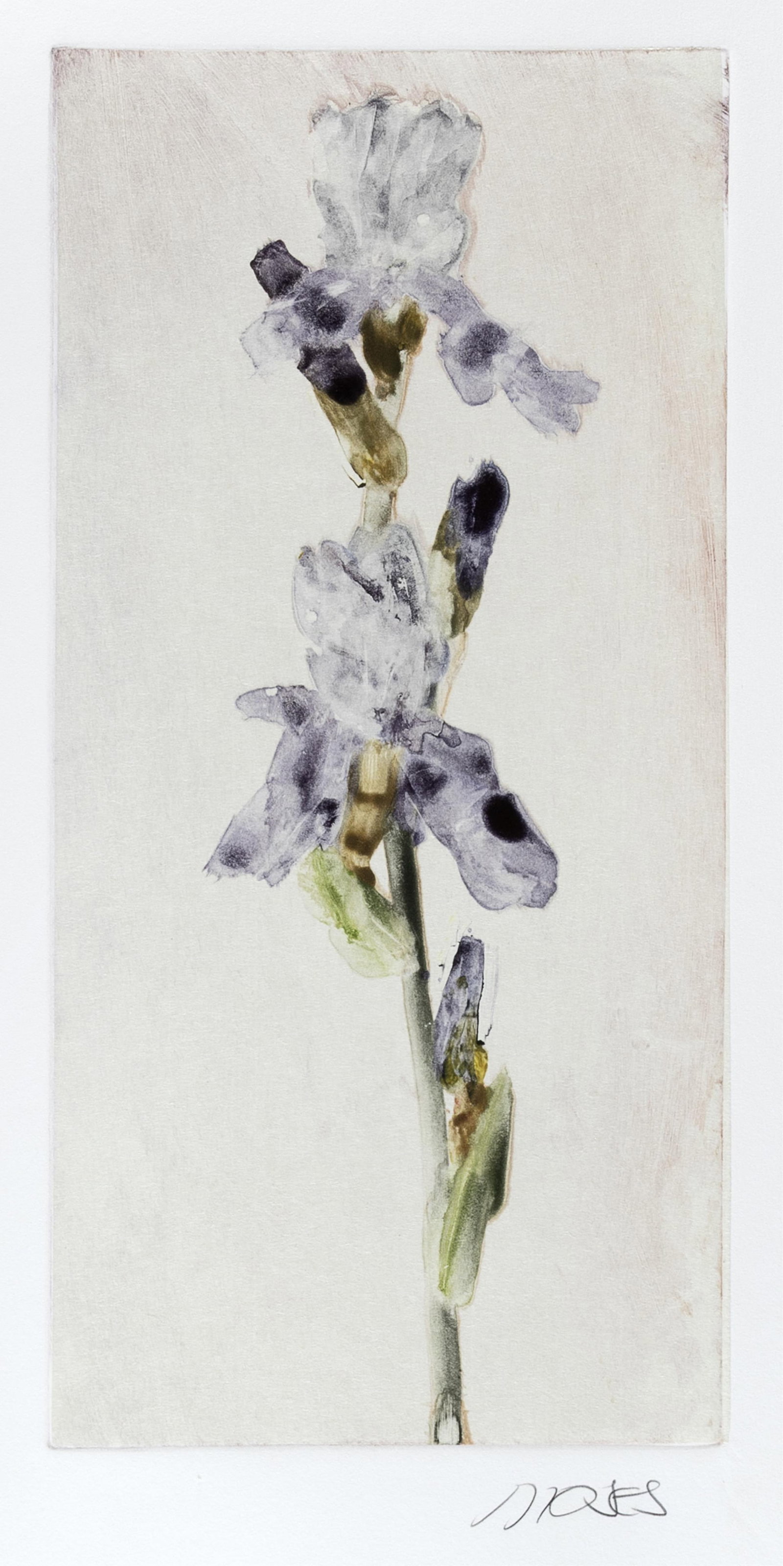 Forrest Moses, Untitled (Iris) (1 of 3)
