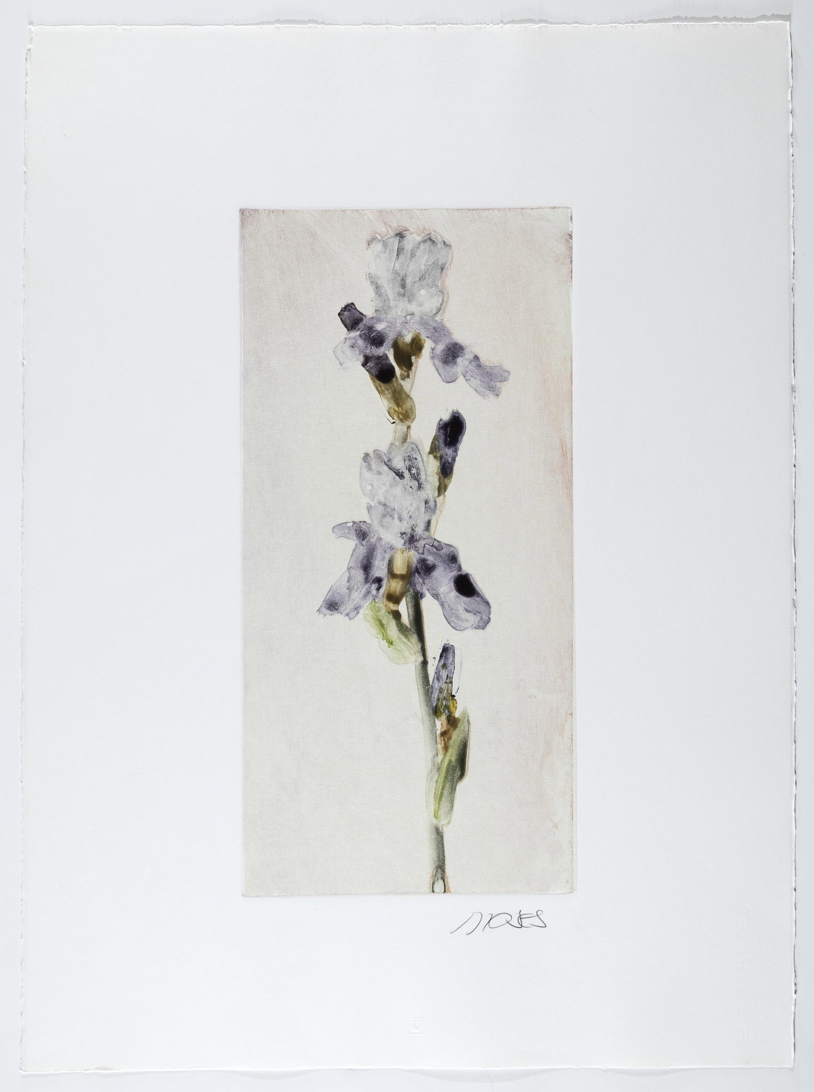 Forrest Moses, Untitled (Iris) - 2