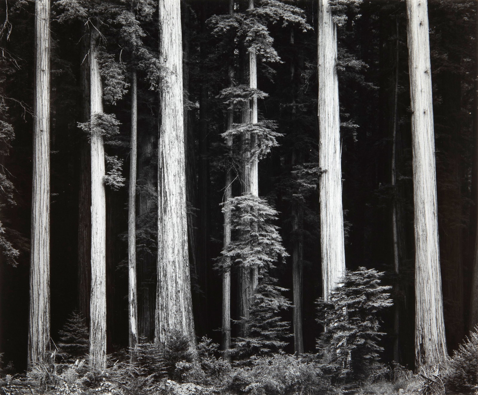 Ansel Adams, Redwoods, Bull Creek Flat, Northern California, 1960 (1 of 3)
