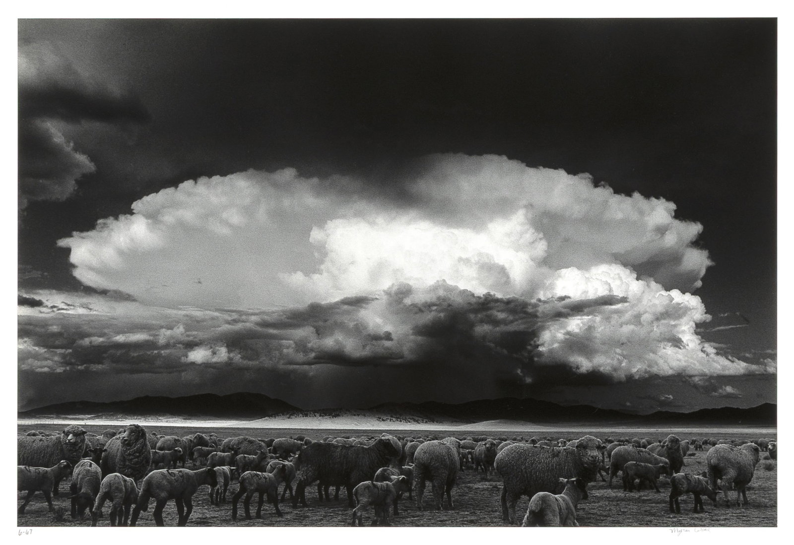 Myron Wood, Sheep Storm, South Park, CO, 1967 / 1992: Myron Wood 1921 - 1999 Sheep Storm, South Park, CO, 1967 / 1992 gelatin silver dated on mount lower left: 6 - 67 signed on mount lower right: Myron Wood inscribed on mount verso: Sheep Storm / South P