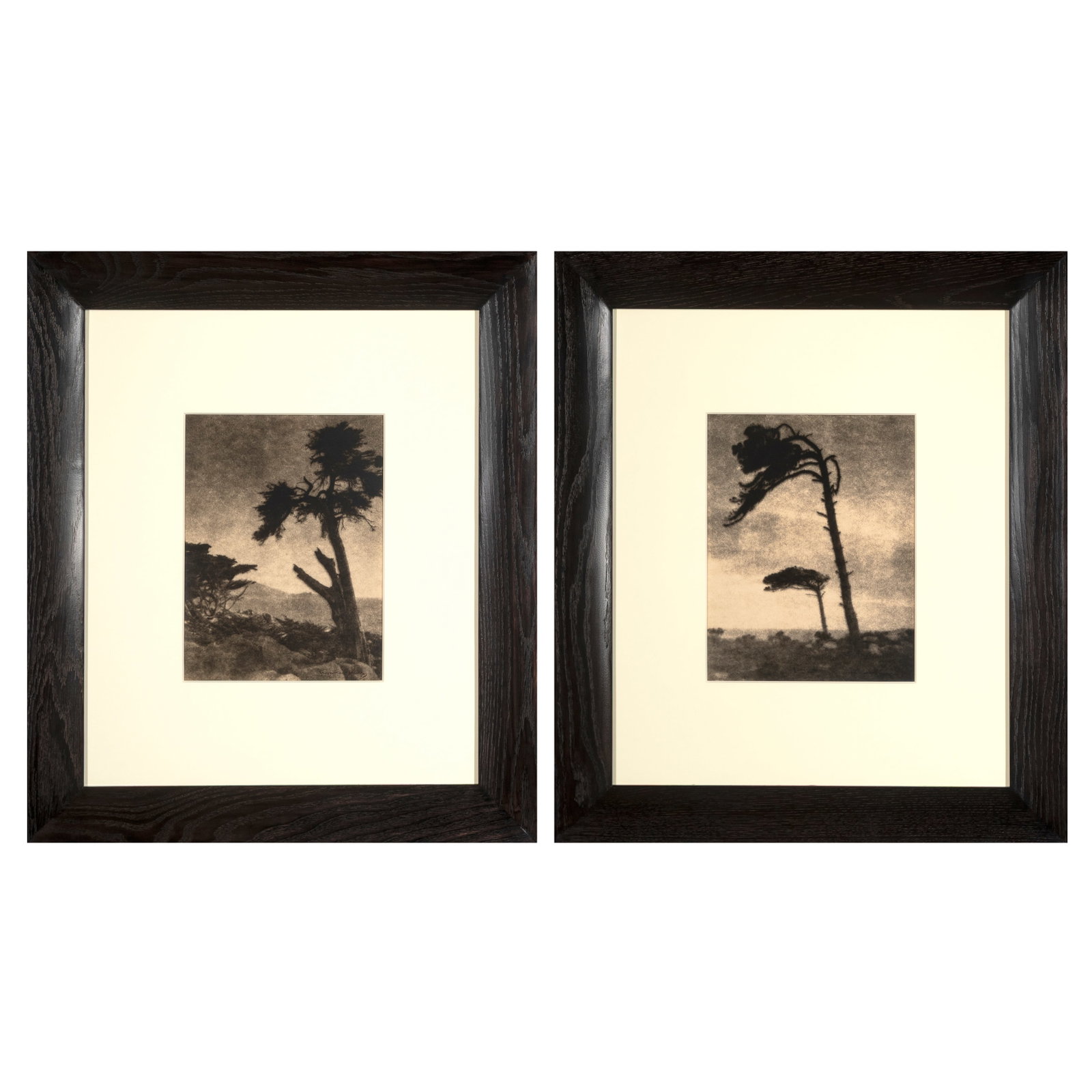 Leopold Hugo, Pair of Photographs: Trees, ca. 1925 (1 of 5)