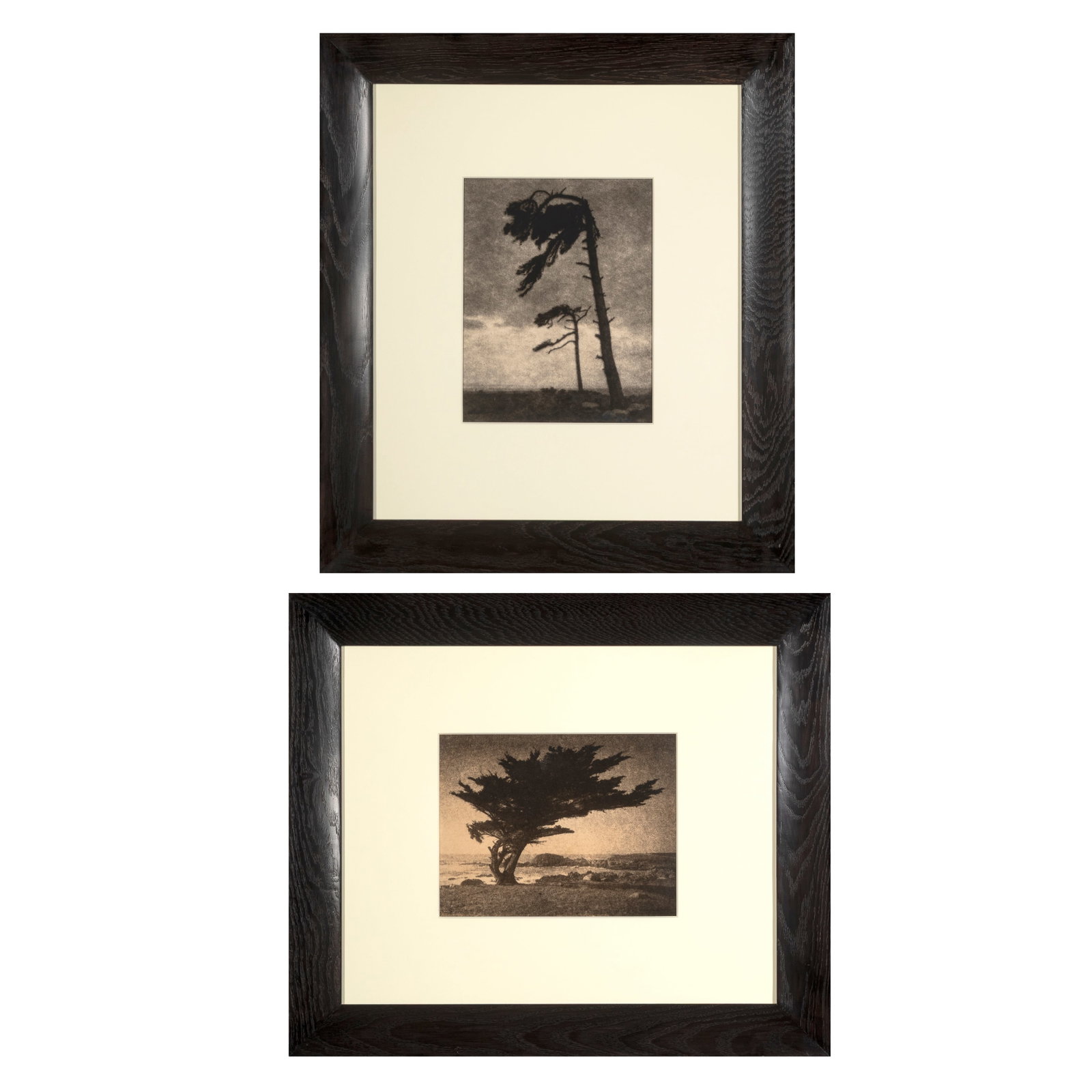 Leopold Hugo, Pair of Photographs: Windswept Trees, ca. 1925: Leopold Hugo 1860 - 1933 Pair of Photographs: Windswept Trees, ca. 1925 gelatin silver bromide two trees: 13 x 10 in. (33 x 25.4 cm.), frame: 29 1/2 x 25 3/8 x 3/4 in. (74.9 x 64.5 x 1.9 cm.) lone tre