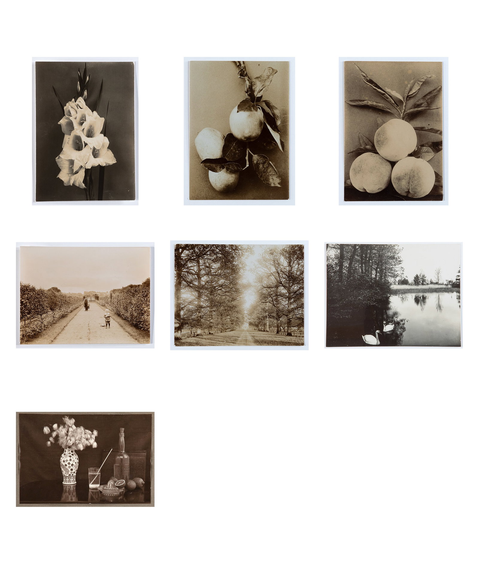 Richard Tepe, Group of Seven Photographs: Florals, Landscapes, & Still-life: Richard Tepe Dutch, 1864 - 1952 Group of Seven Photographs: Florals, Landscapes, & Still-life gelatin silver “Peach (Variety Grosse Mignonne) inscribed verso (Dutch): Perzik / Soort ‘Grosse Mignon