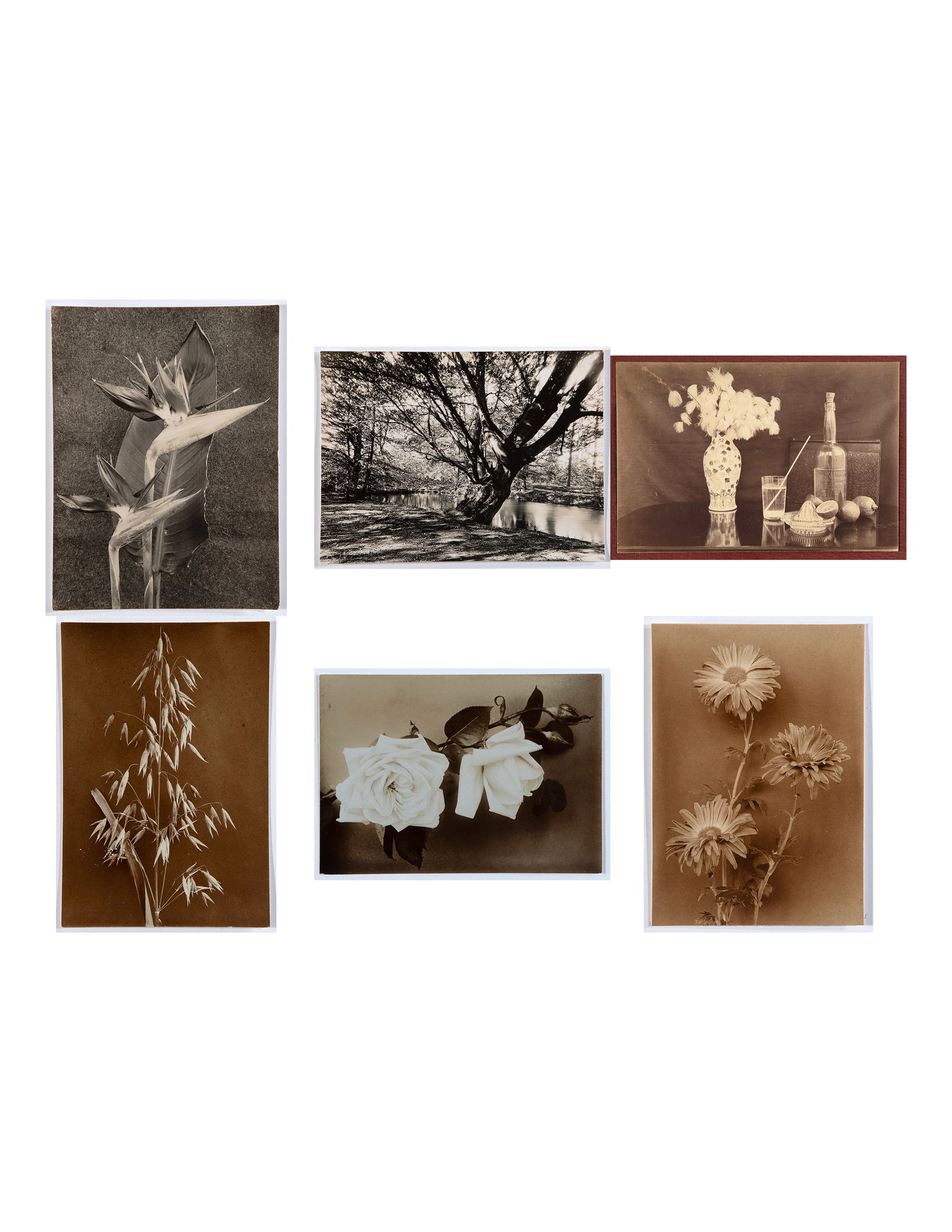 Richard Tepe, Group of Six Photographs: Florals & Landscape (1 of 12)