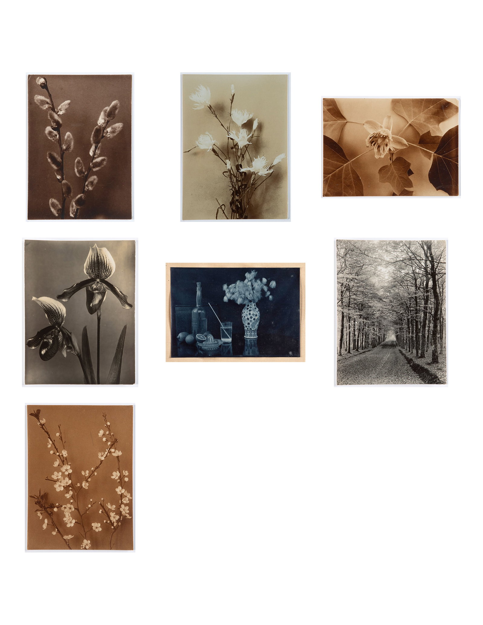 Richard Tepe, Group of Seven Photographs: Florals & Landscape: Richard Tepe Dutch, 1864 - 1952 Group of Seven Photographs: Florals & Landscape gelatin silver White Willow inscribed verso: Salix alba / Silberweide / Kätzchenzweig (translation: White willow — br