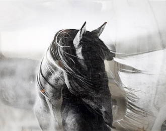 Fierce Grace - Tony Stromberg - Lithograph