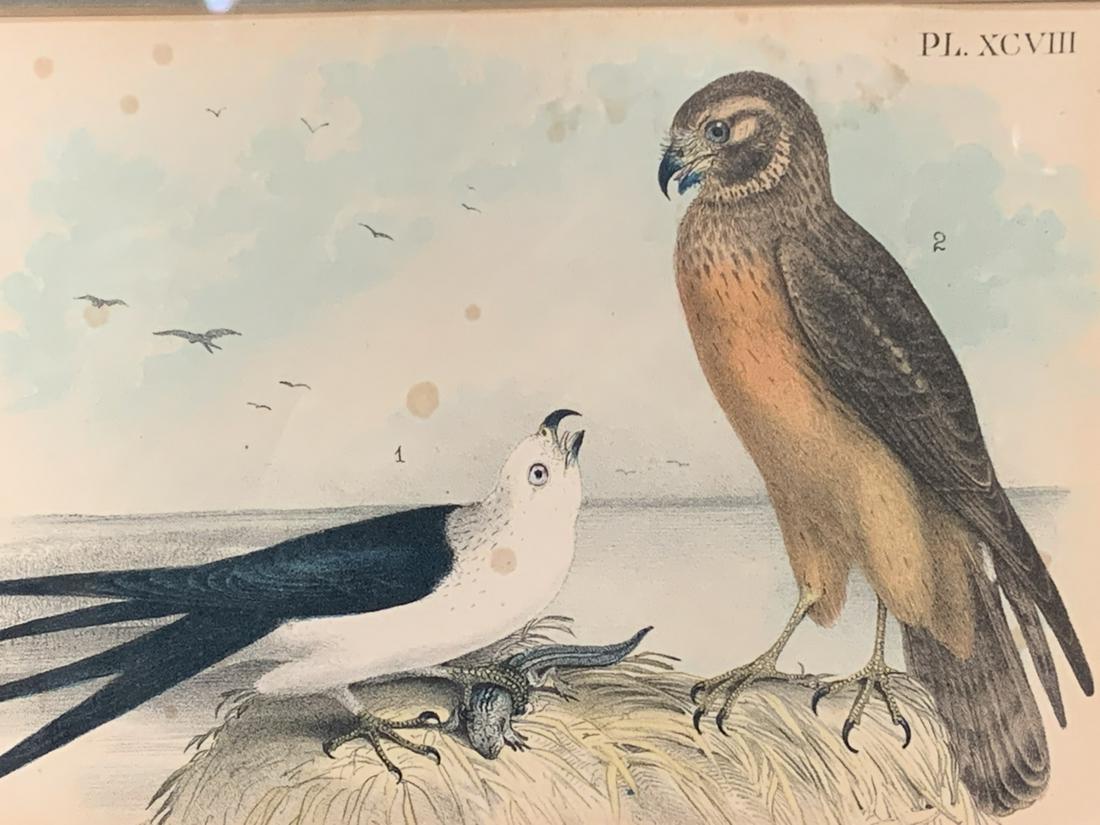 Antique Lithography 1888 Birds Of North America (1 of 3)