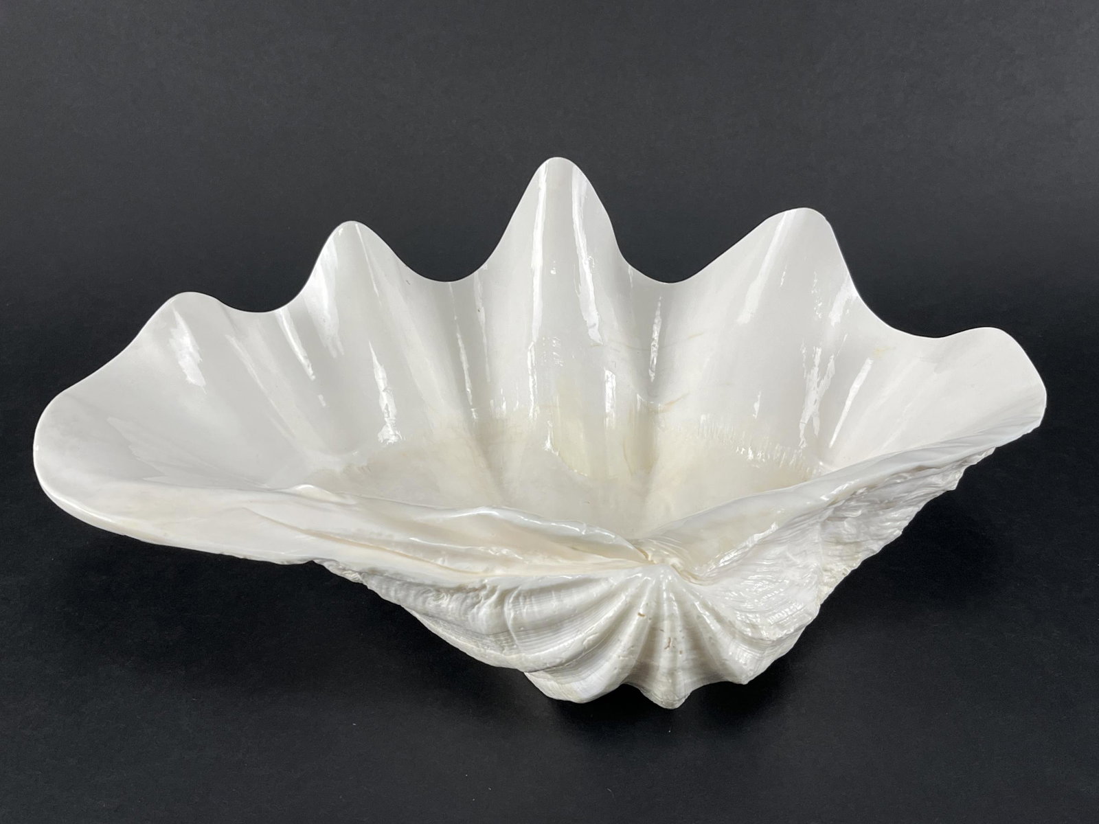 Giant White Clam Shell Vide Poche Bowl (1 of 6)