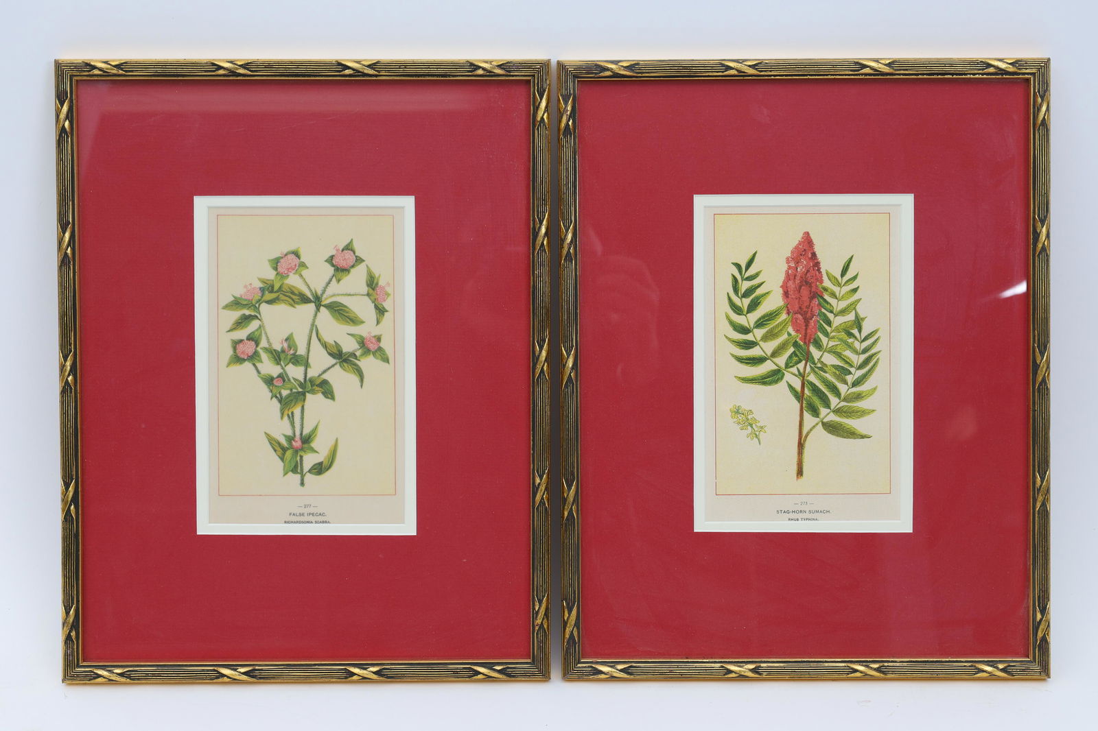 Pair Of Botanical Specimen Illustrations Prints (1 of 10)