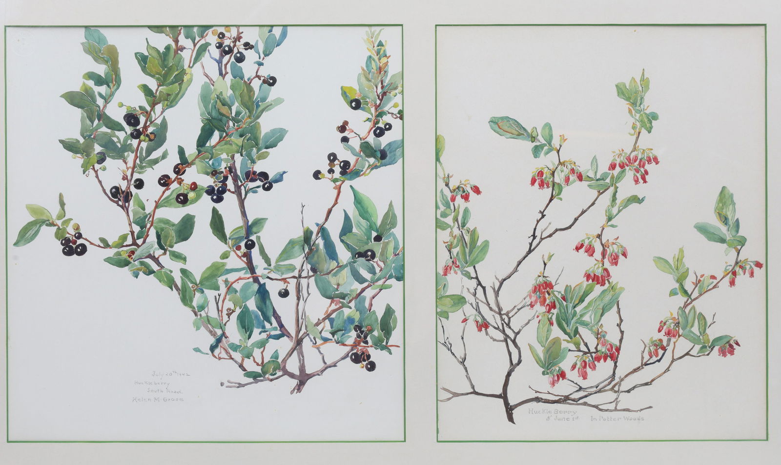 Helen Grose Watercolour Painting Study Huckleberry (1 of 5)