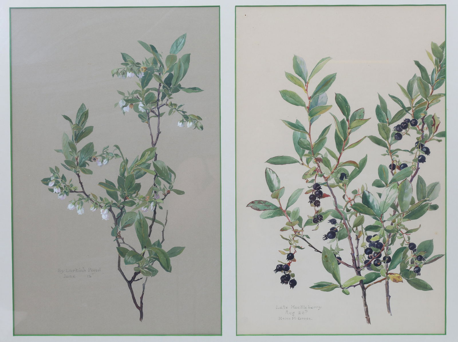 Helen Grose Watercolour Painting Study Huckleberry (1 of 4)