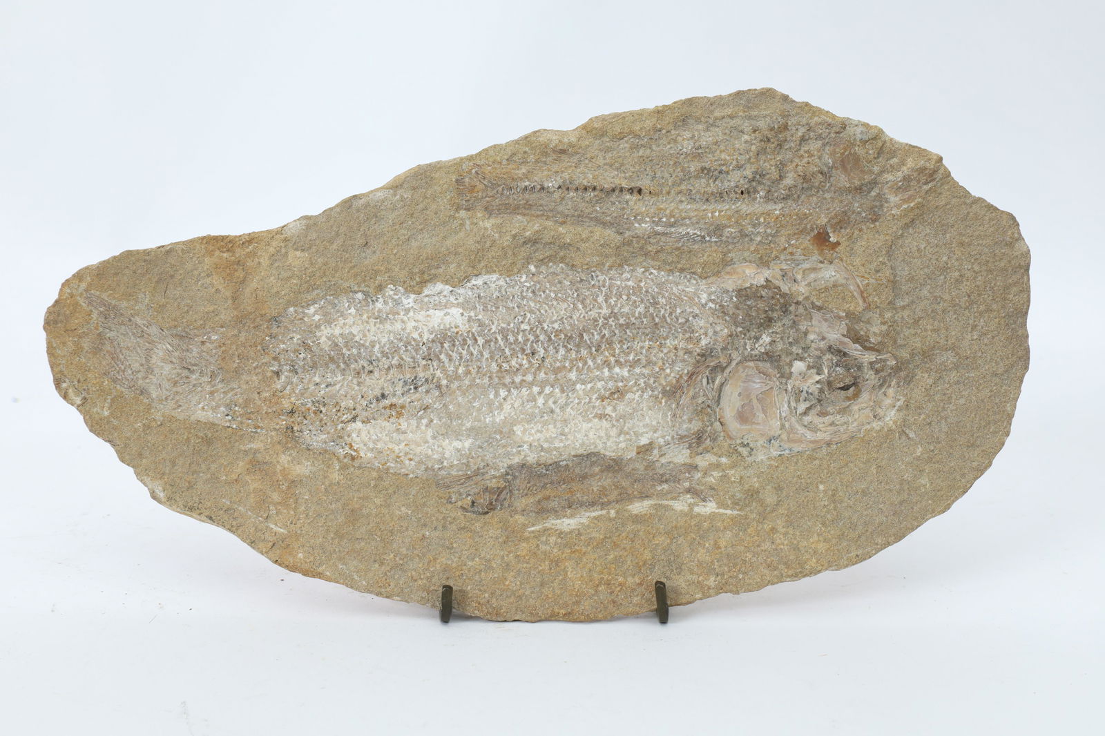 Prehistoric Fossil (1 of 6)