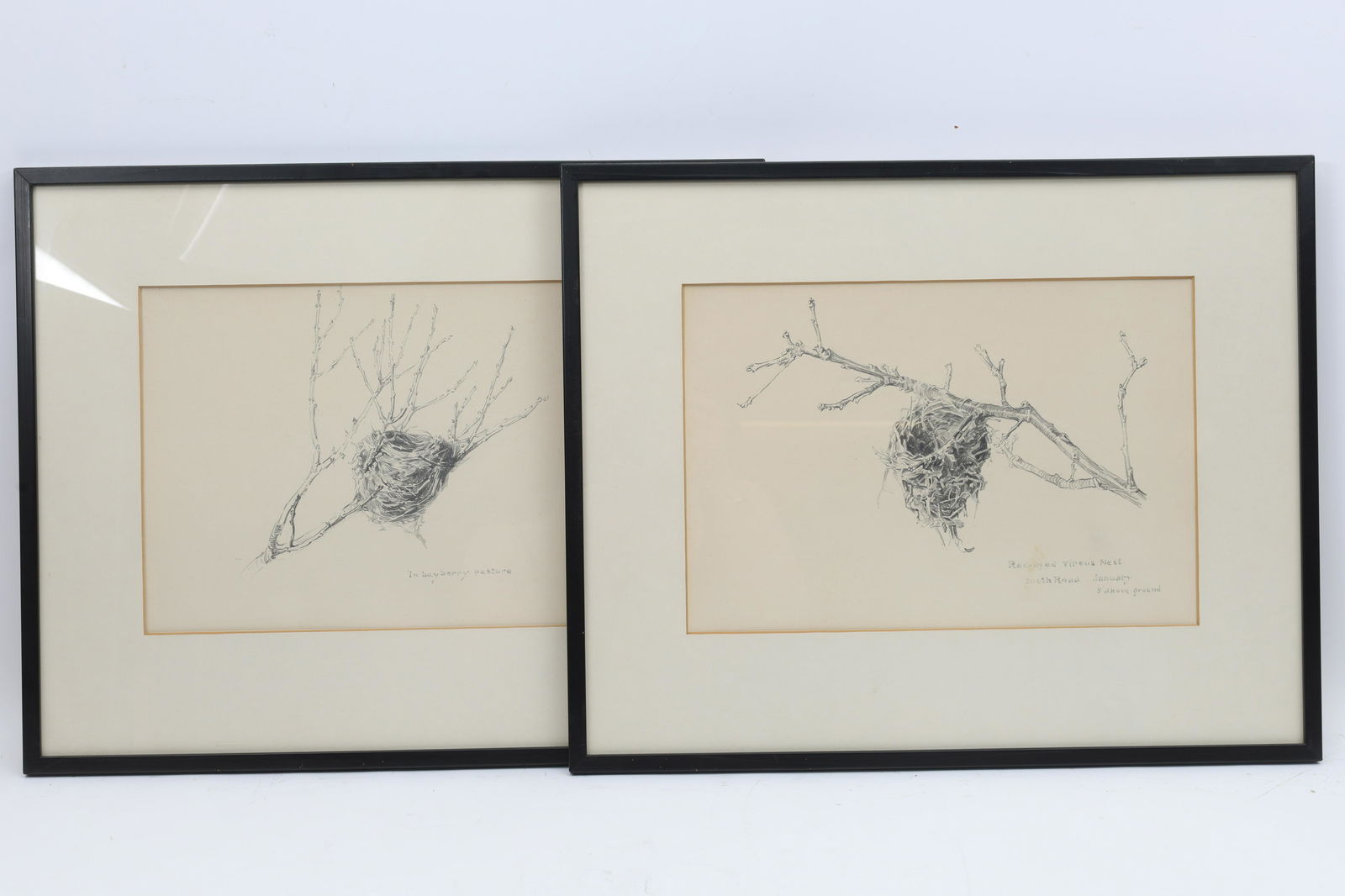 Pair Helen Grose Pencil Studies, Birds Nests (1 of 6)