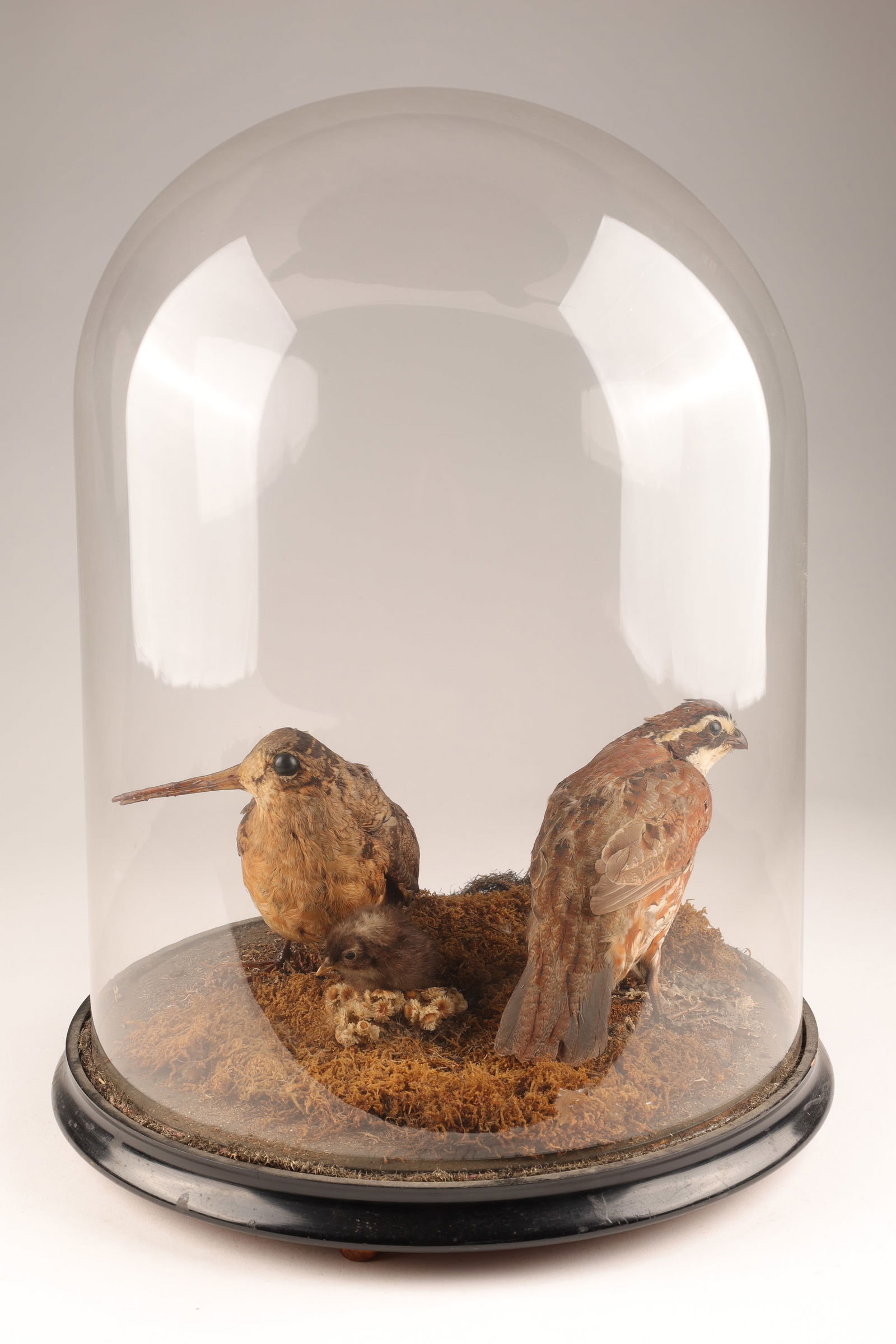 1920s American Taxidermy Display Birds Glass Dome (1 of 8)